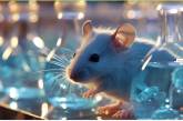Ученые создали первую мышь с иммунной системой человека