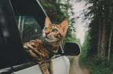 Бенгальская кошка Suki, которая любит путешествовать. ФОТО