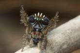 Самый красивый паук обитает в Австралии. ФОТО
