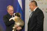 Россиянам предложили придумать кличку для новой собаки Путина