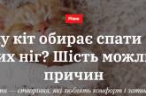 Чому кіт обирає спати біля ваших ніг? Шість можливих причин