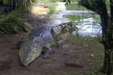 Австралийцы принесли домой трехметрового крокодила