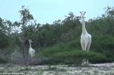Редчайших белых жирафов сняли на видео