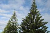 Самую высокую рождественскую сосну нарядят в Австралии