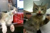Сотрудников приюта для животных накажут за фото кота с сигаретой