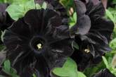 Ботаники вывели сорт черных цветов
