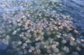 Полчища ядовитых медуз в одесском море (ФОТО)  