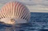 Странный огромный шар посреди океана напугал моряков. ВИДЕО