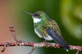 Самые красивые виды колибри. ФОТО