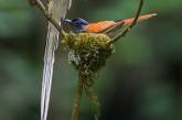 Удивительные птицы от Джонсона Чуа. ФОТО