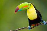 10 удивительных животных тропических лесов. ФОТО