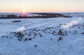 Ежегодная миграция оленей на севере России. ФОТО