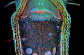 Красочные фотографии живых организмов под микроскопом. ФОТО