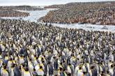Очаровательные пингвины в объективе Айры Мейера. ФОТО