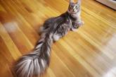 Домашний кот с самым длинными в мире хвостом. ФОТО