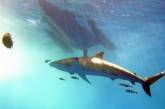 Экологи обещают появление акул в Черном море
