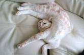 "Я немножко полежу": спящие котики стали звездами Сети