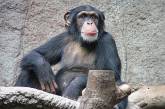 Любовь к сладкому сделала шимпанзе не глупее древнего человека