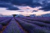 Лавандовые поля Франции в завораживающих снимках. Фото