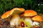 Медики назвали уникальные целебные свойства грибов
