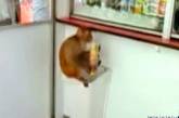 В центре Москвы обнаружены голодные обезьяны