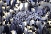 Как пингвины согревают своих пингвинят. ФОТО