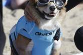 Соревнования по серфингу среди собак в Калифорнии 2017. ФОТО