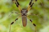 10 самых отвратительных паукообразных в мире. ФОТО