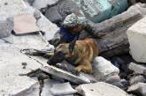 Как трудятся собаки, обученные доставать людей из-под завалов. ФОТО