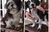 Забавные снимки собак до и после стрижки. ФОТО