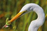 25 фотографий птиц с конкурса Bird Photographer of the Year 2017. ФОТО