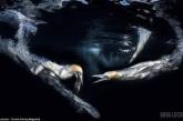 Лучшие снимки конкурса подводной фотографии от журнала Scuba Diving Magazine