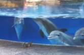 Дельфины впервые увидели белок: очень милая реакция животных в видео