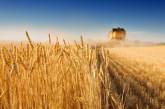 Украина собрала в 2010 году пятый по величине урожай за годы независимости