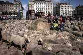 Орда овец захватила французский город. ФОТО