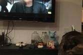 Появилось фото, как собака Кэрри Фишер смотрит трейлер новых "Звездных войн