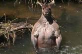 В Австралии мускулистый кенгуру наслаждался «СПА-процедурами». ФОТО