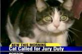 Кота обязали явиться на судебное заседание