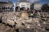 Французские животноводы вышли на протест с тысячей овец. ФОТО