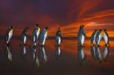 Королевские пингвины на рассвете. ФОТО