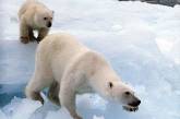 Белая медведица проплыла 690 километров в поисках льда