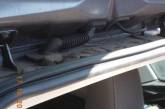 На Херсонщине огромная змея уютно устроилась в багажнике авто. ФОТО