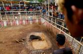 Смертельные бои собак и кабанов в Индонезии. ФОТО