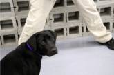В ЦРУ уволили собаку, которой наскучили поиски взрывчатки