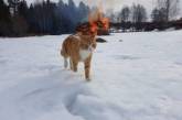 Двадцать забавных фоток, которые заставят вас бояться кошек