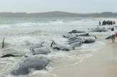 В Новой Зеландии на берег выбросились 82 дельфина