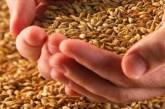 Украина стала одним из мировых лидеров по экспорту зерна