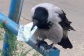 Предприимчивая ворона из Одессы стала звездой Сети. ФОТО