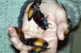 Зоопарк предложил посетителям назвать тараканов в честь возлюбленных
