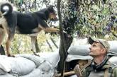 Как из щенка выросла фронтовая собака – помощница украинских бойцов